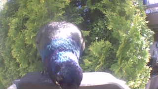 common pigeon