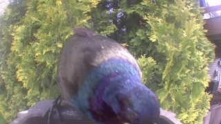 common grackle