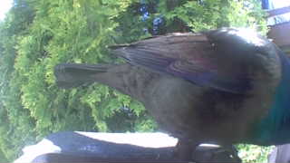 european starling
