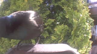 black-billed magpie