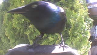 common grackle