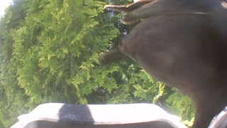 common grackle