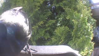 common grackle