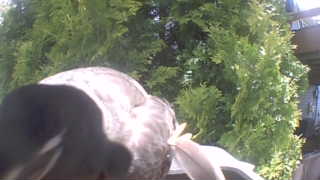 bald eagle