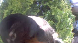 bald eagle