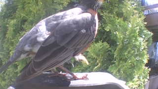 american robin