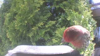 house finch