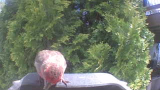 purple finch