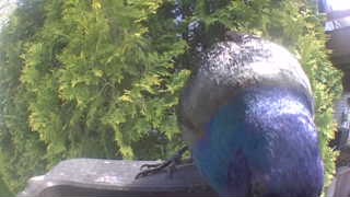 european starling