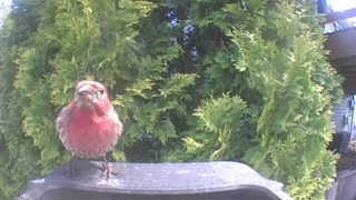 house finch