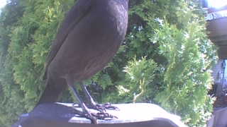 american crow