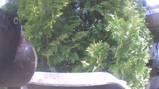 rock pigeon
