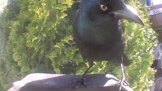 common grackle