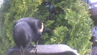 orchard oriole