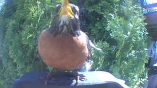american robin