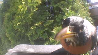 american robin