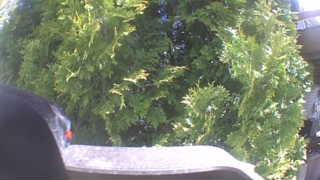 Unidentified clip