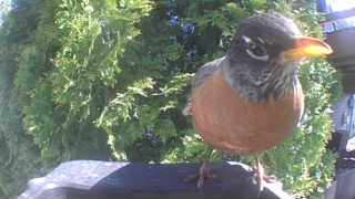 american robin