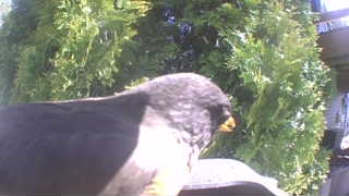 european starling