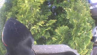 red-winged blackbird