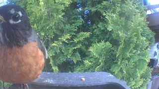 american robin