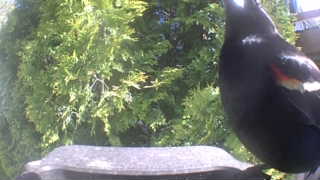 red-winged blackbird