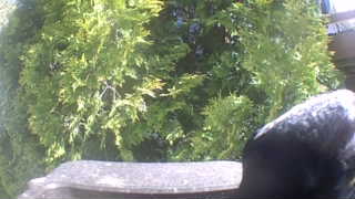 common grackle