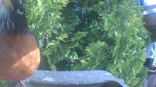 american robin
