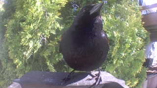 american crow