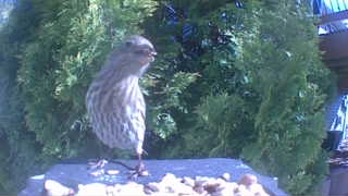 house finch