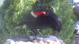 red-winged blackbird