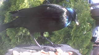 common grackle