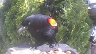 red-winged blackbird