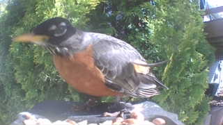 american robin
