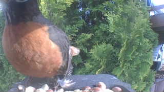 american robin