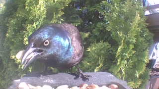 common grackle