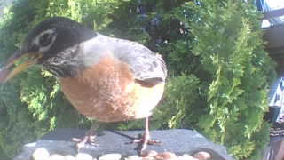 american robin
