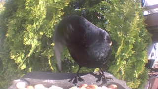 common grackle