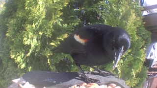 red-winged blackbird