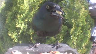common grackle