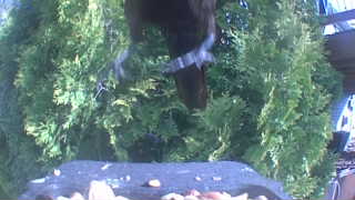 common grackle