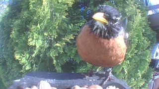 american robin