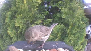 house finch