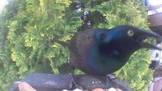 common grackle