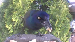 common grackle
