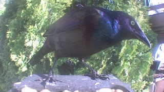 common grackle