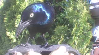 common grackle