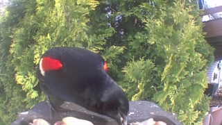 black grouse