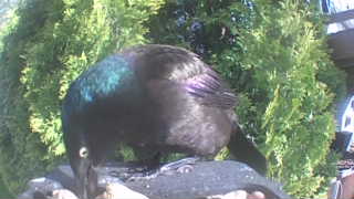 common grackle