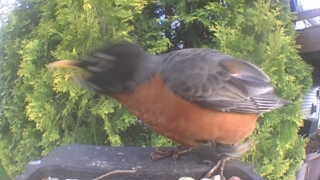 american robin